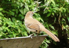 Toxostoma longirostre