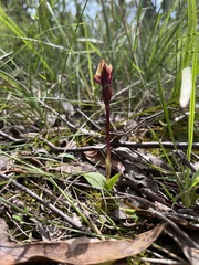 Chiloglottis trapeziformis