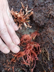 Rhodophyta