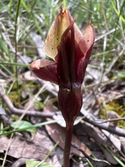 Chiloglottis trapeziformis