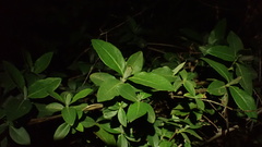 Lonicera periclymenum