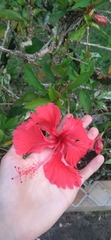 Hibiscus rosa-sinensis