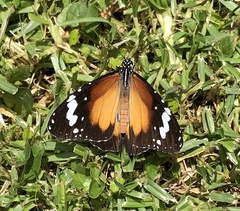 Danaus petilia