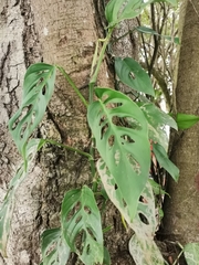 Monstera adansonii