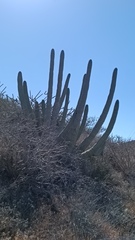 Stenocereus thurberi