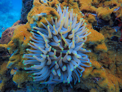 Condylactis gigantea