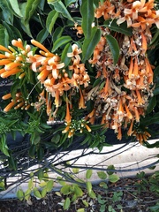 Pyrostegia