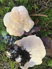 Hydnum oregonense