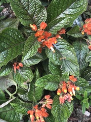 Chrysothemis