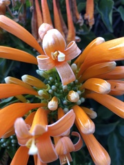 Pyrostegia