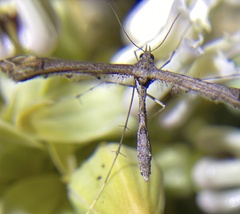 Anstenoptilia marmarodactyla