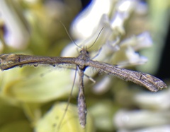 Anstenoptilia marmarodactyla