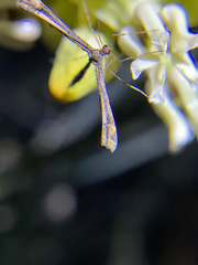 Anstenoptilia marmarodactyla