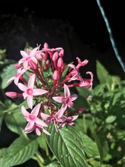 Pentas