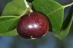 Eugenia subterminalis