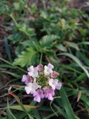 Lantana achyranthifolia