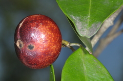 Eugenia subterminalis