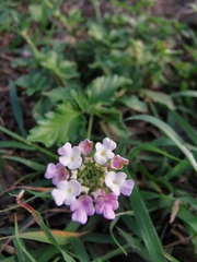Lantana achyranthifolia