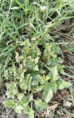 Lantana achyranthifolia