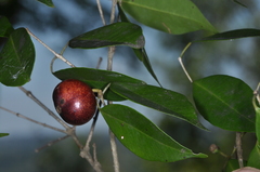 Eugenia subterminalis
