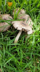 Agaricus