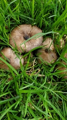 Agaricus