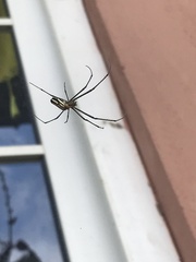 Leucauge argyra