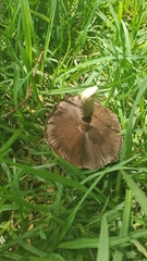 Agaricus