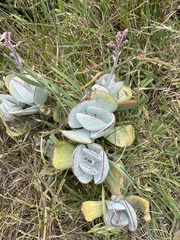 Cotyledon orbiculata