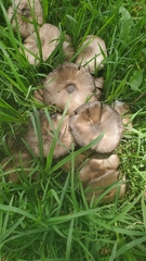 Agaricus