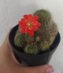 Aylostera pulvinosa