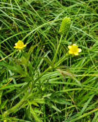 Ranunculus pensylvanicus