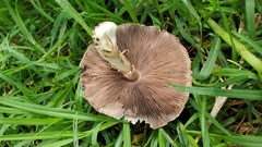 Agaricus