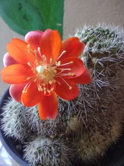 Aylostera pulvinosa