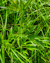 Ranunculus pensylvanicus