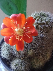 Aylostera pulvinosa