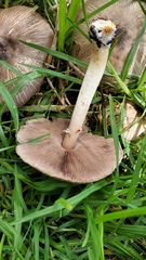 Agaricus