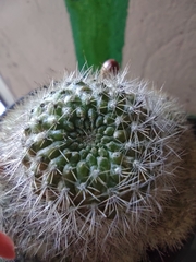Aylostera pulvinosa