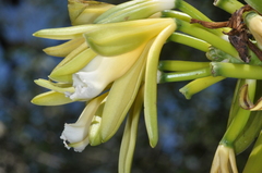 Vanilla chamissonis