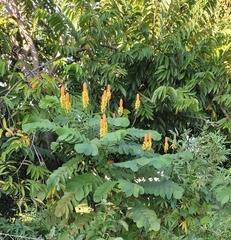 Senna reticulata