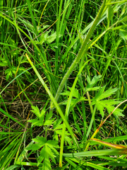 Ranunculus pensylvanicus