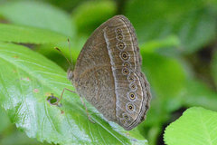 Mycalesis janardana