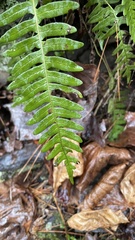 Polypodium