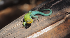 Liolaemus tenuis
