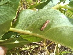 Danaus gilippus