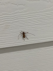 Knulliana cincta spinifera