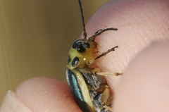 Trirhabda sericotrachyla