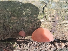 Auricularia polytricha