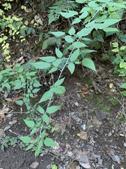 Rubus leucodermis