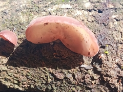 Auricularia polytricha